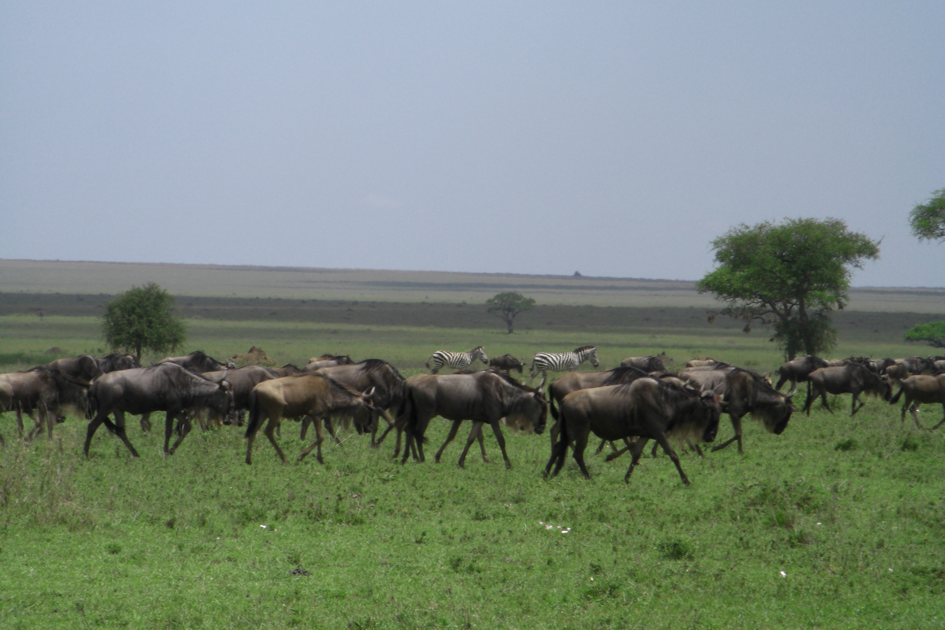 平成芭蕉の世界遺産 タンザニア 野生の王国 セレンゲティ国立公園 黒田尚嗣 平成芭蕉の旅物語